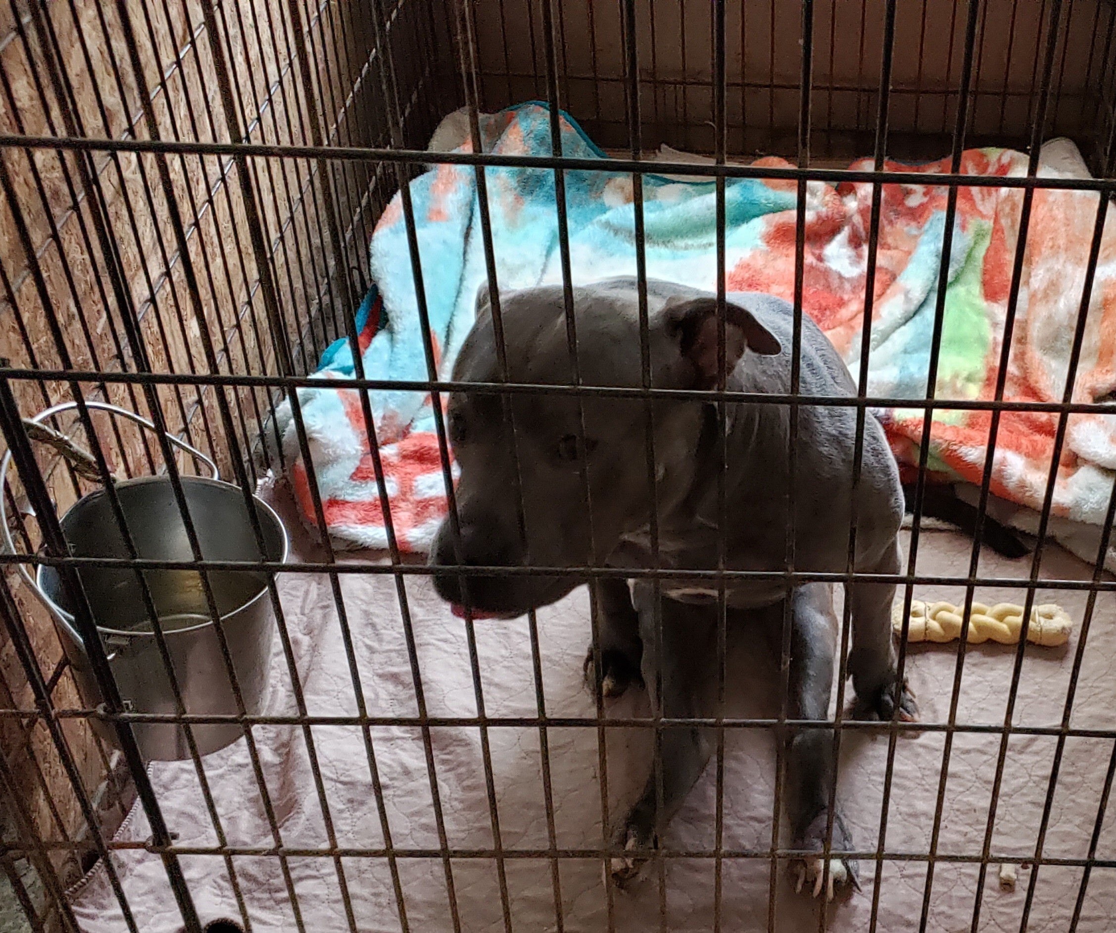Zoey (Paralyzed, has her own cart) Video available upon request. Needs to be only dog.