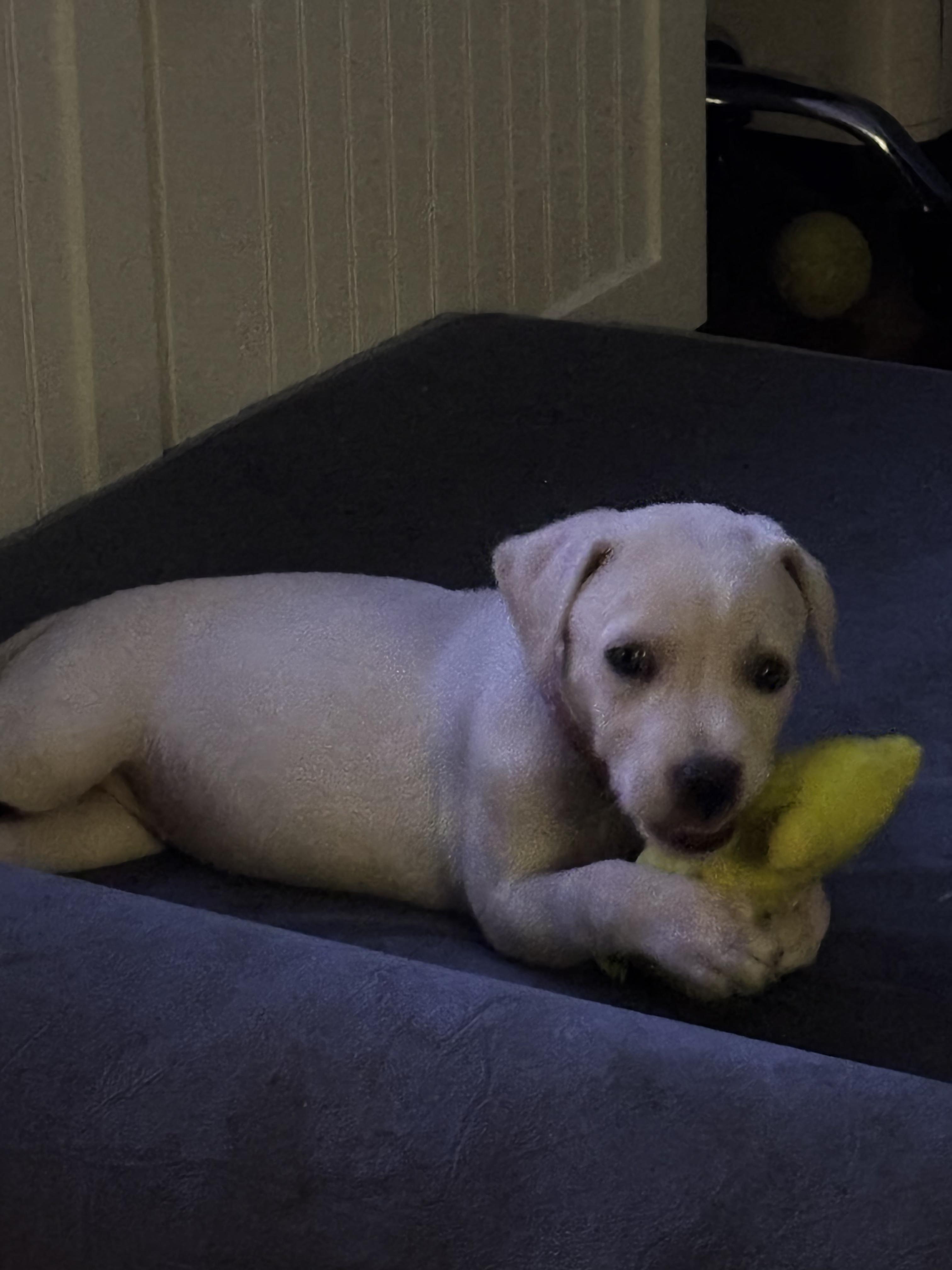 Enlarge Aurora , an adopted mixed breed in Austin , TX image 5/6