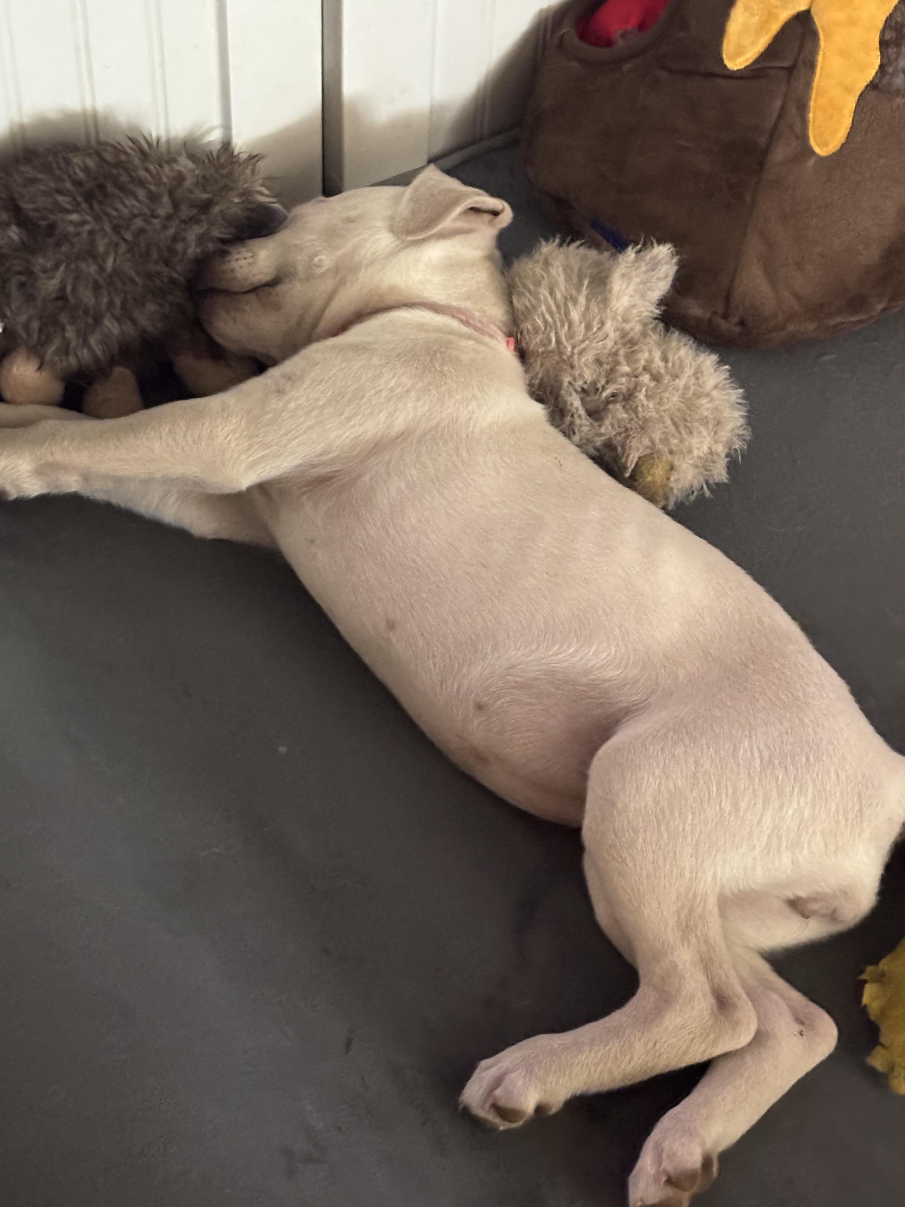 Enlarge Aurora , an adopted mixed breed in Austin , TX image 4/6