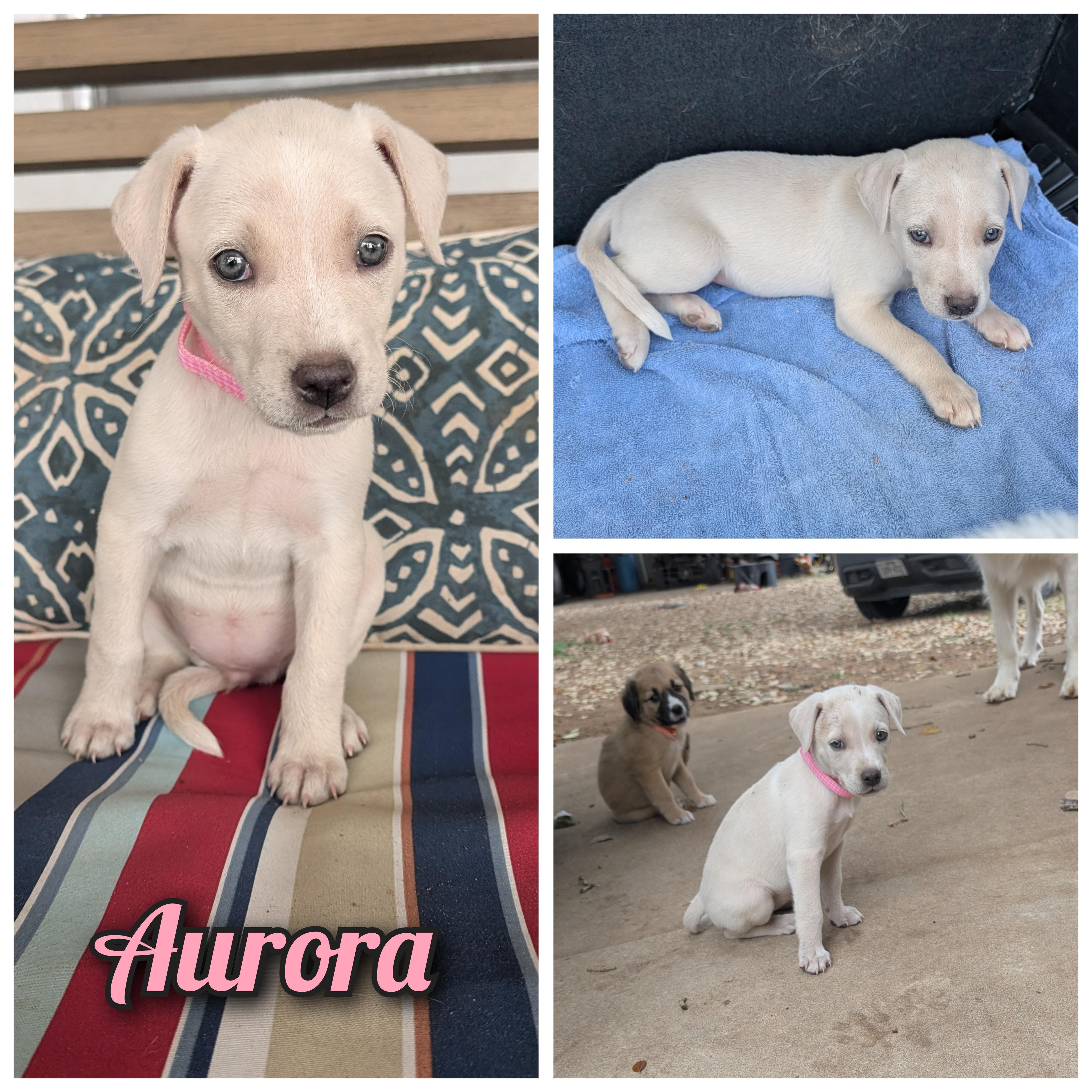 Aurora , adopted, Puppy Female Labrador Retriever & Blue Lacy.