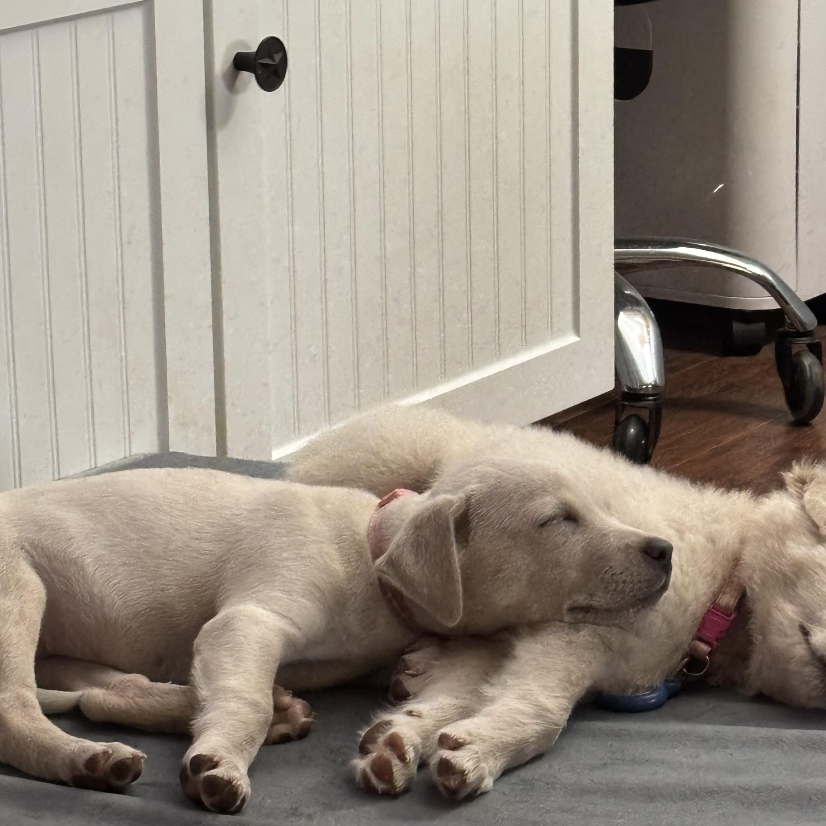 Enlarge Aurora , an adopted mixed breed in Austin , TX image 3/6