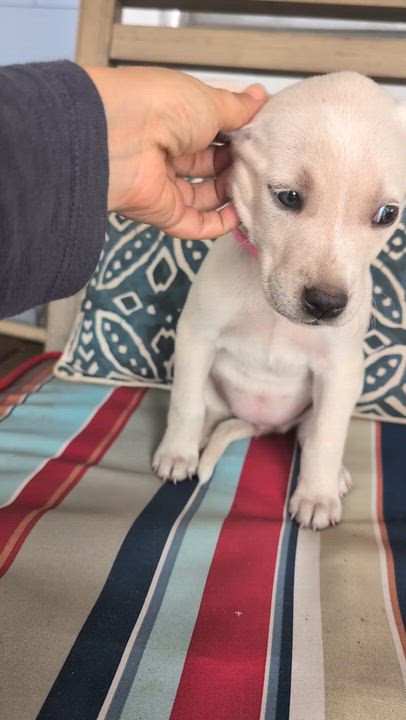 Enlarge Aurora , an adopted mixed breed in Austin , TX video 2/6