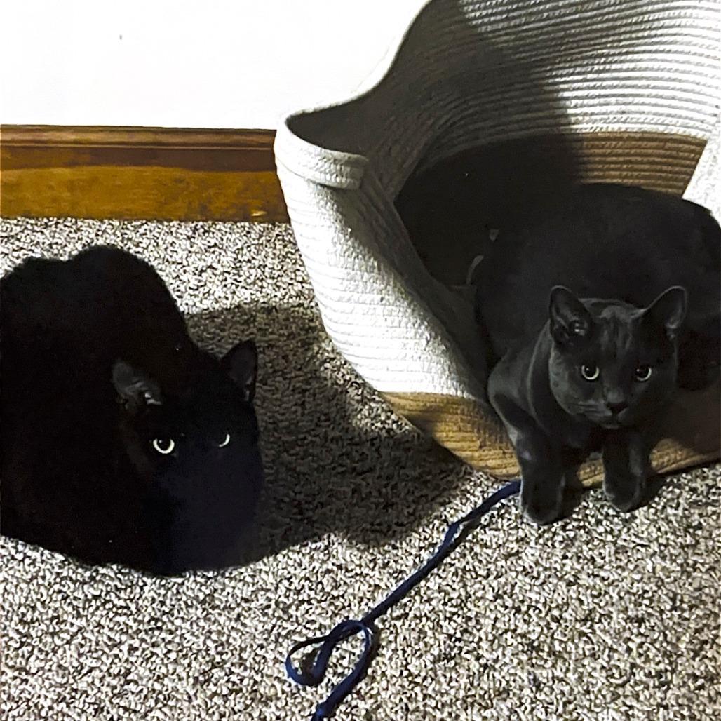 Oliver, Adoptable, Adult Male Domestic Short Hair & Russian Blue.