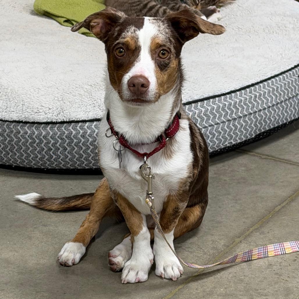 Enlarge Rusty, a Adoptable mixed breed in Cody, WY image 1/4