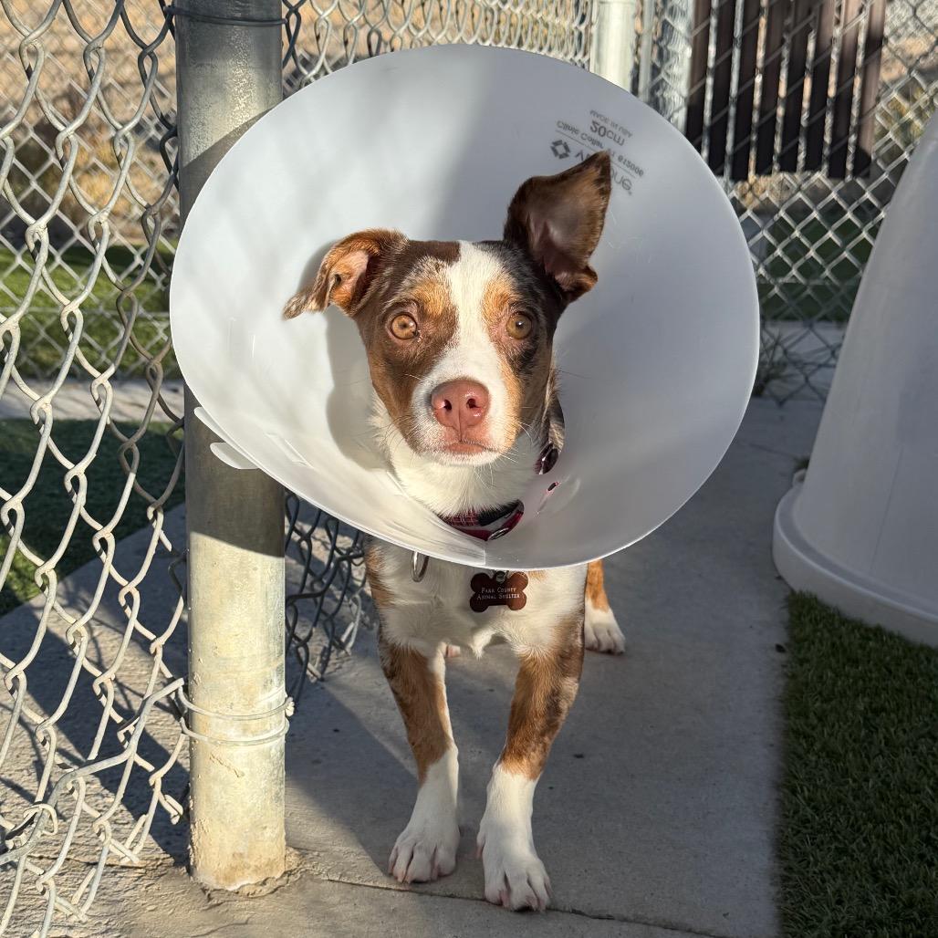 Enlarge Rusty, a Adoptable mixed breed in Cody, WY image 2/4