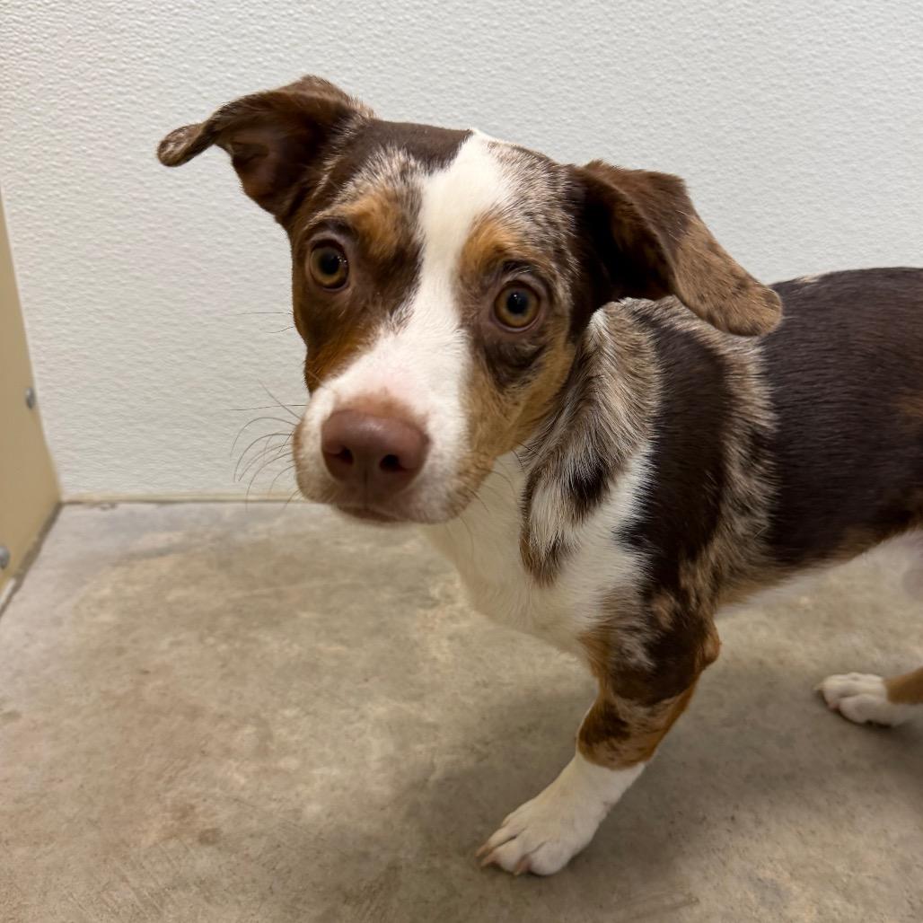Enlarge Rusty, a Adoptable mixed breed in Cody, WY image 3/4