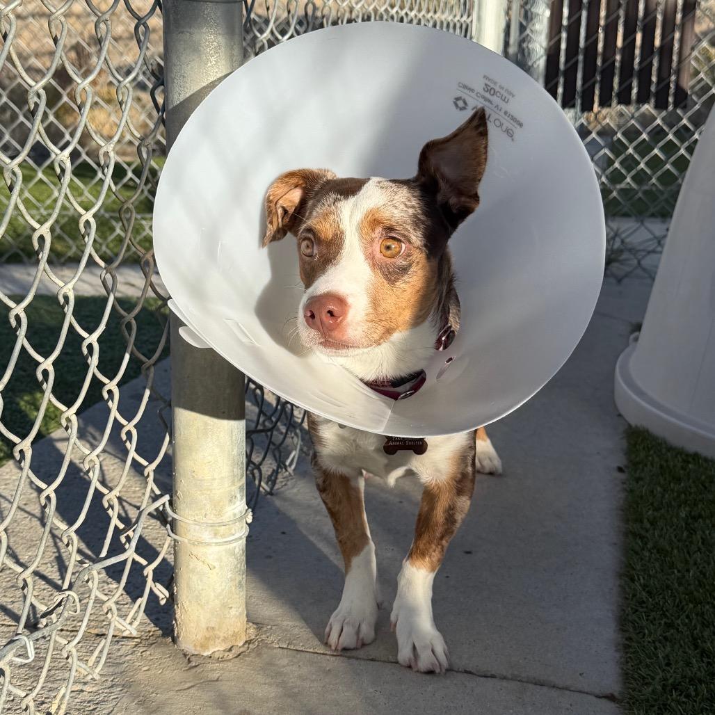 Enlarge Rusty, a Adoptable mixed breed in Cody, WY image 4/4