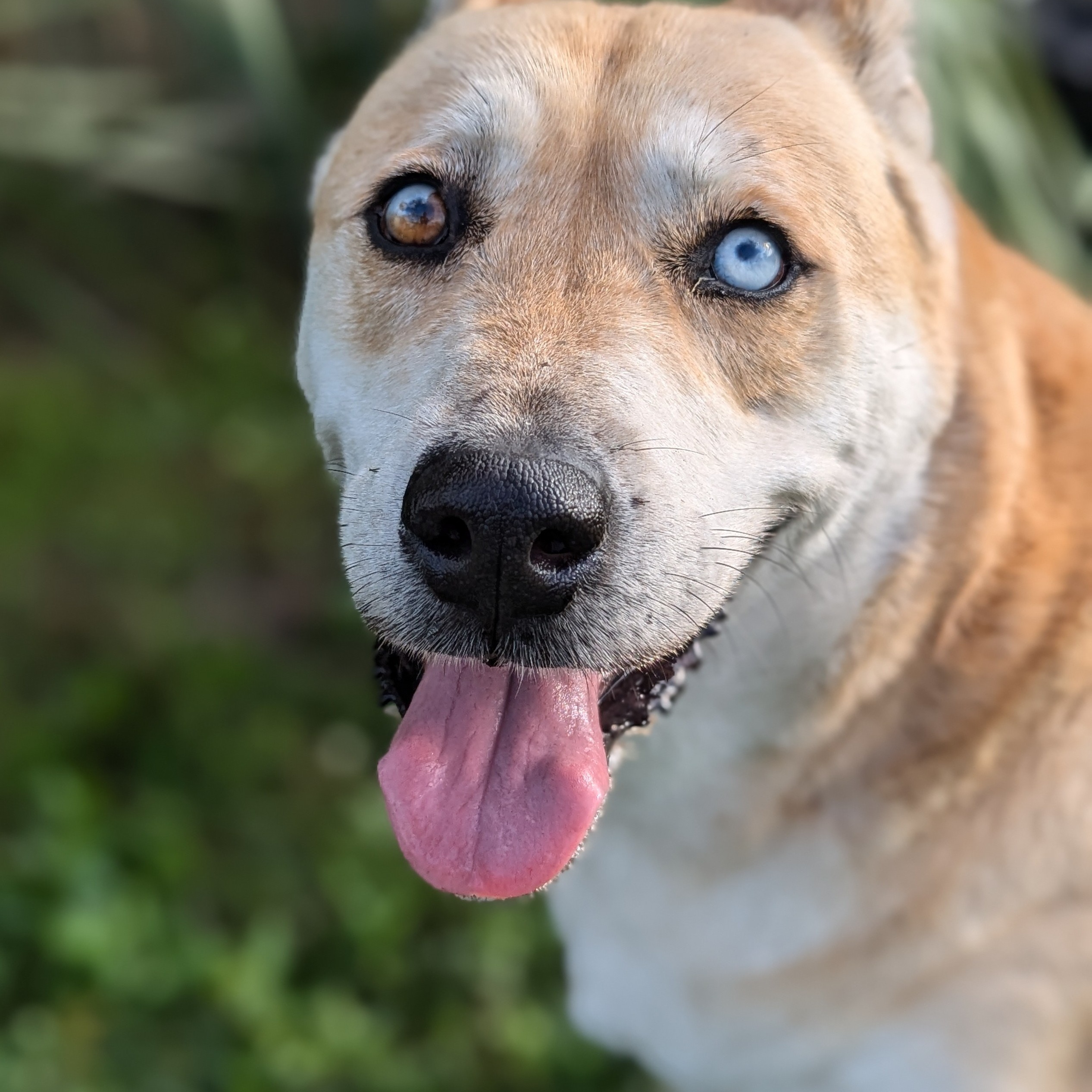 Dog for adoption Layla, a Husky Mix in Inverness, FL Petfinder