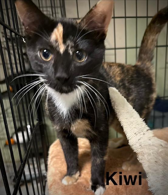 Kiwi photo