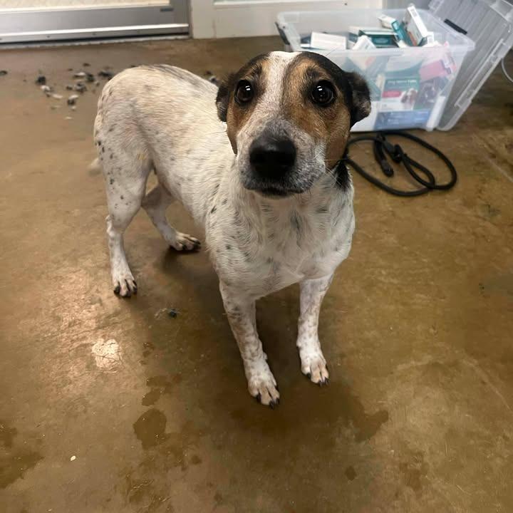 Ursula, Adoptable, Adult Female Australian Cattle Dog / Blue Heeler & Mixed Breed.