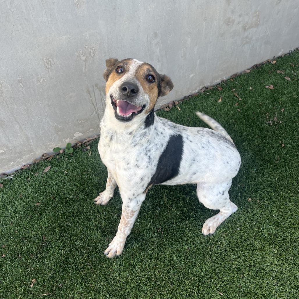 Enlarge Ursula, a Adoptable mixed breed in Fredericksburg, TX image 2/6