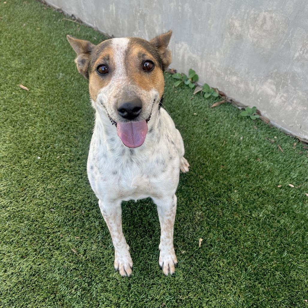 Enlarge Ursula, a Adoptable mixed breed in Fredericksburg, TX image 3/6