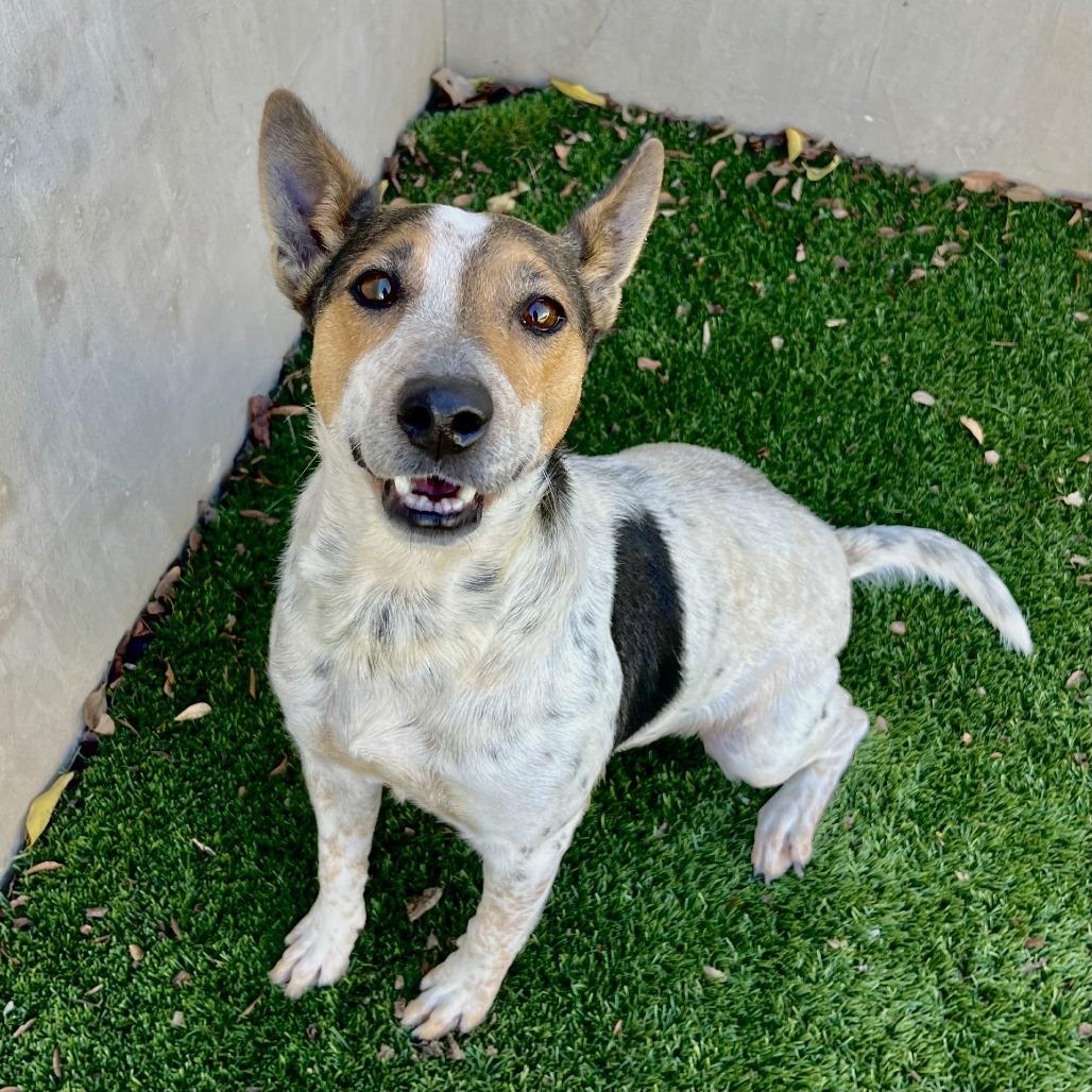 Enlarge Ursula, a Adoptable mixed breed in Fredericksburg, TX image 4/6
