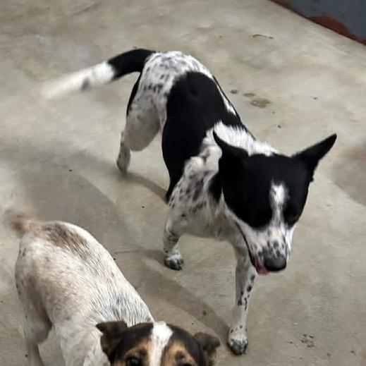 Enlarge Ursula, a Adoptable mixed breed in Fredericksburg, TX image 5/6