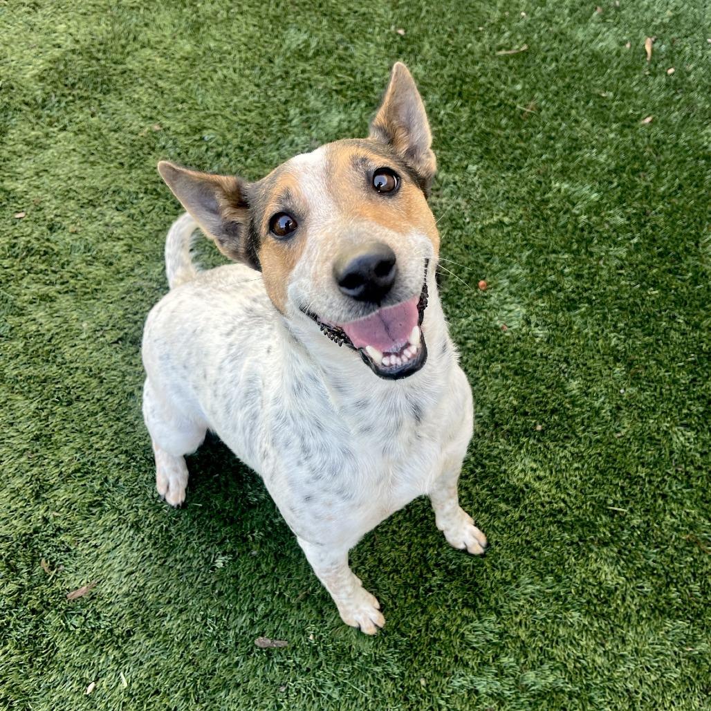 Enlarge Ursula, a Adoptable mixed breed in Fredericksburg, TX image 6/6