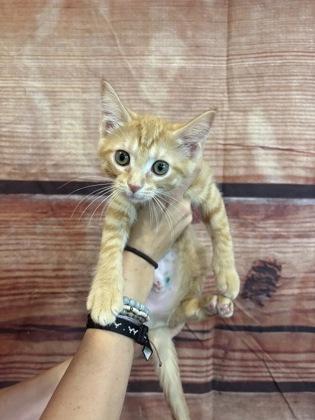 Poppy seed, a Adoptable mixed breed in Paducah, KY image 2/3