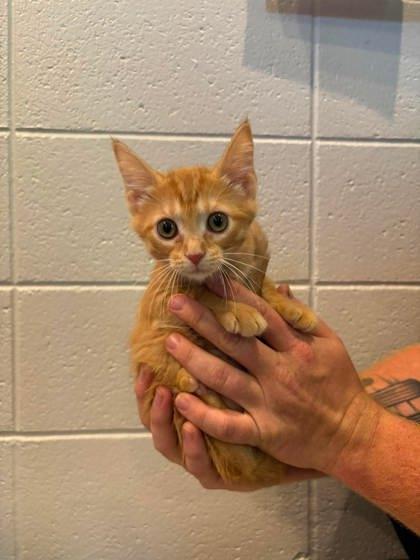 Poppy seed, a Adoptable mixed breed in Paducah, KY image 3/3