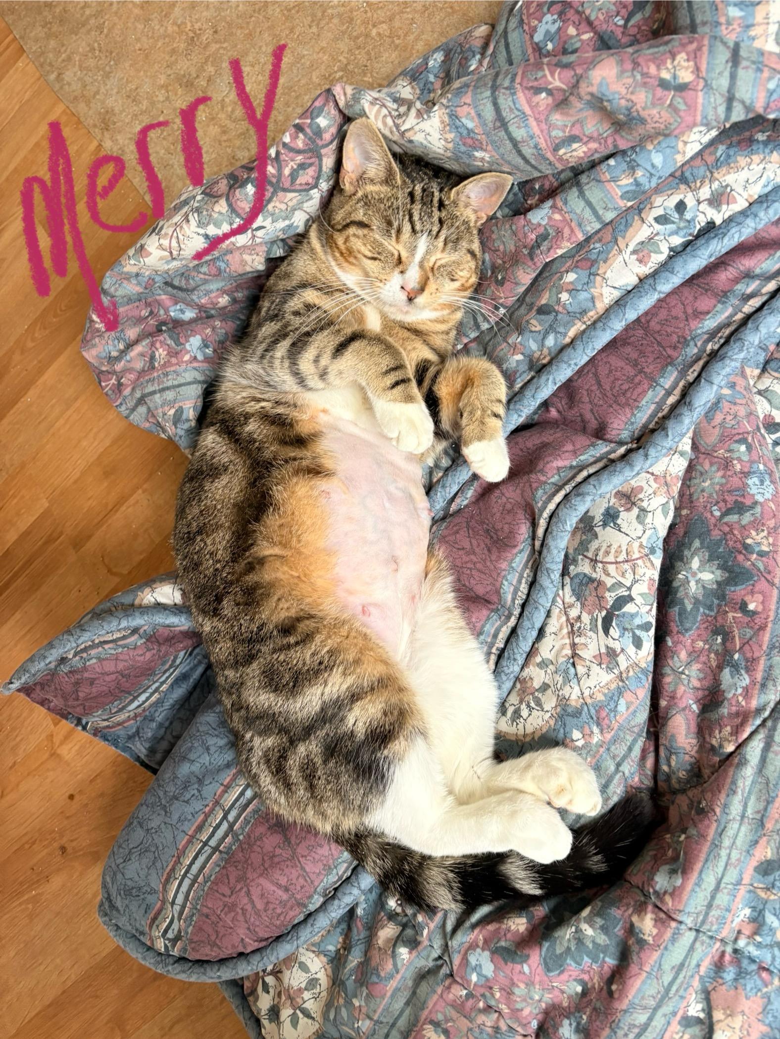 Merry , ADOPTABLE, Adult Female Domestic Short Hair.