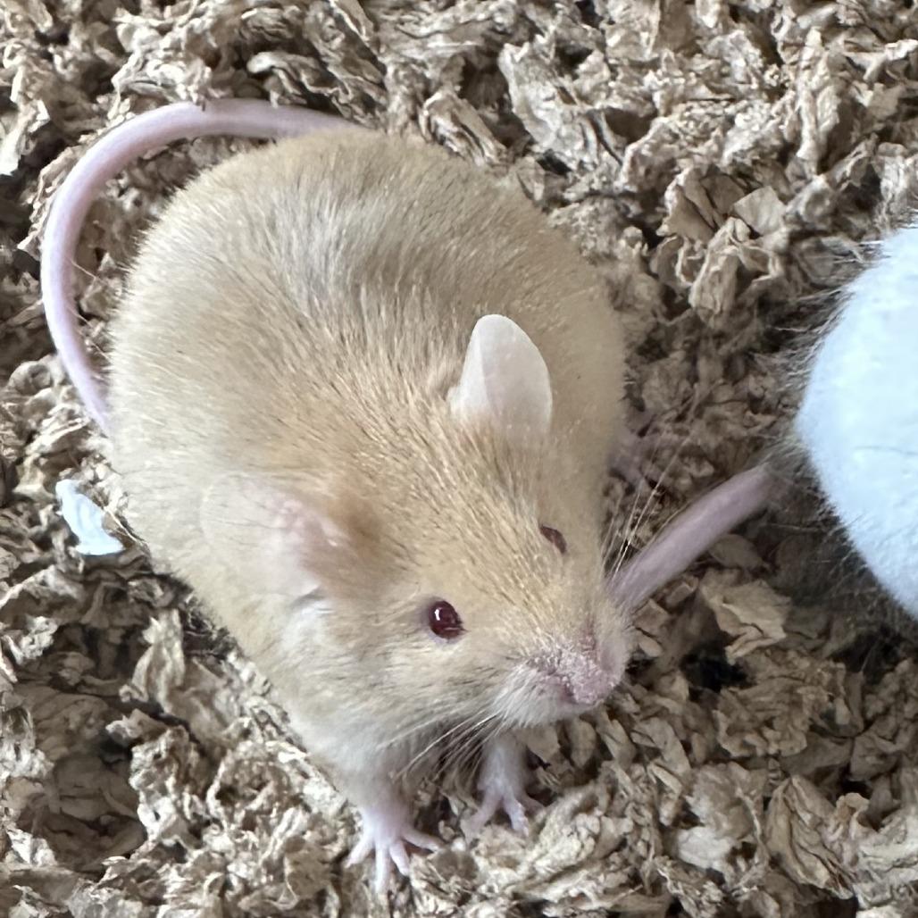 Enlarge Northern, a Adoptable Mouse in Bedford, NH image 1/1
