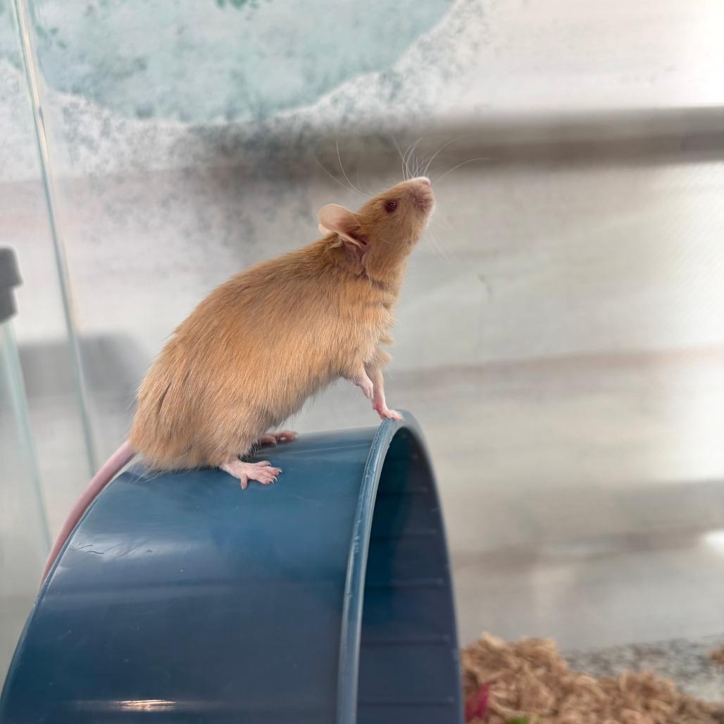 Enlarge Northern, a Adoptable Mouse in Bedford, NH image 2/3