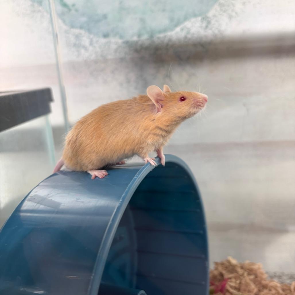 Enlarge Northern, a Adoptable Mouse in Bedford, NH image 3/3