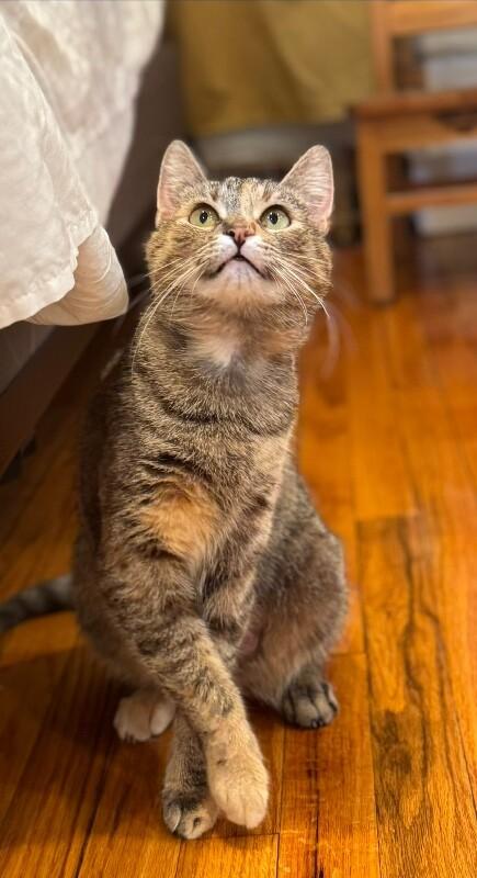 Enlarge Pina, a Adoptable Domestic Short Hair in North Babylon, NY image 1/5