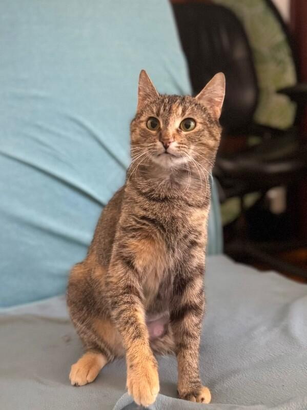 Enlarge Pina, a Adoptable Domestic Short Hair in North Babylon, NY image 2/5