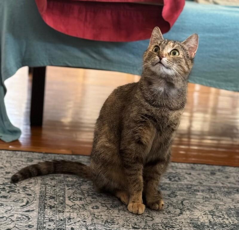 Enlarge Pina, a Adoptable Domestic Short Hair in North Babylon, NY image 3/5