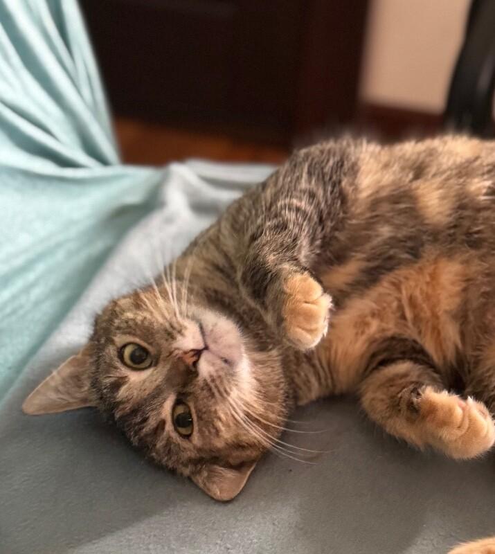 Enlarge Pina, a Adoptable Domestic Short Hair in North Babylon, NY image 4/5