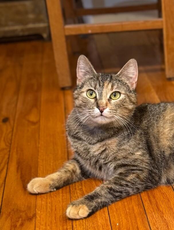 Enlarge Pina, a Adoptable Domestic Short Hair in North Babylon, NY image 5/5