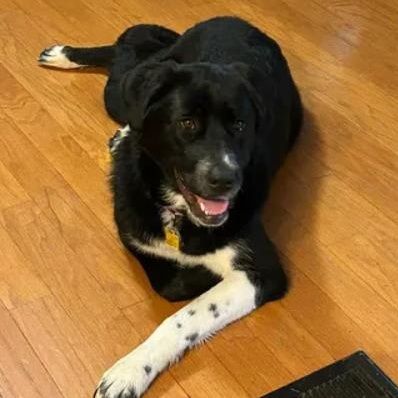 Molly, ADOPTABLE, Puppy Female Great Pyrenees & Border Collie.