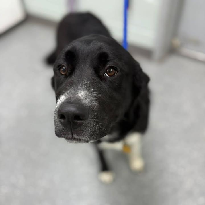 Enlarge Molly, a ADOPTABLE mixed breed in Bardstown, KY image 2/6