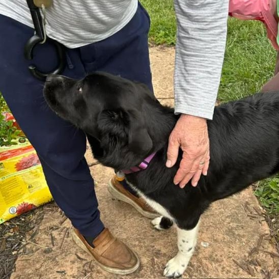 Enlarge Molly, a ADOPTABLE mixed breed in Bardstown, KY image 6/6