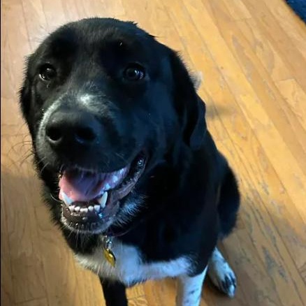 Enlarge Molly, a ADOPTABLE mixed breed in Bardstown, KY image 4/6