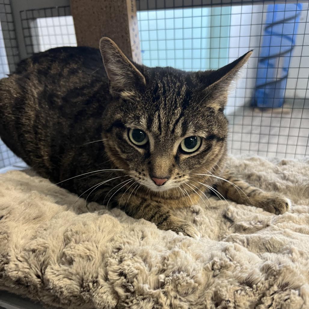 Karrot, Adoptable, Adult Male Domestic Short Hair.
