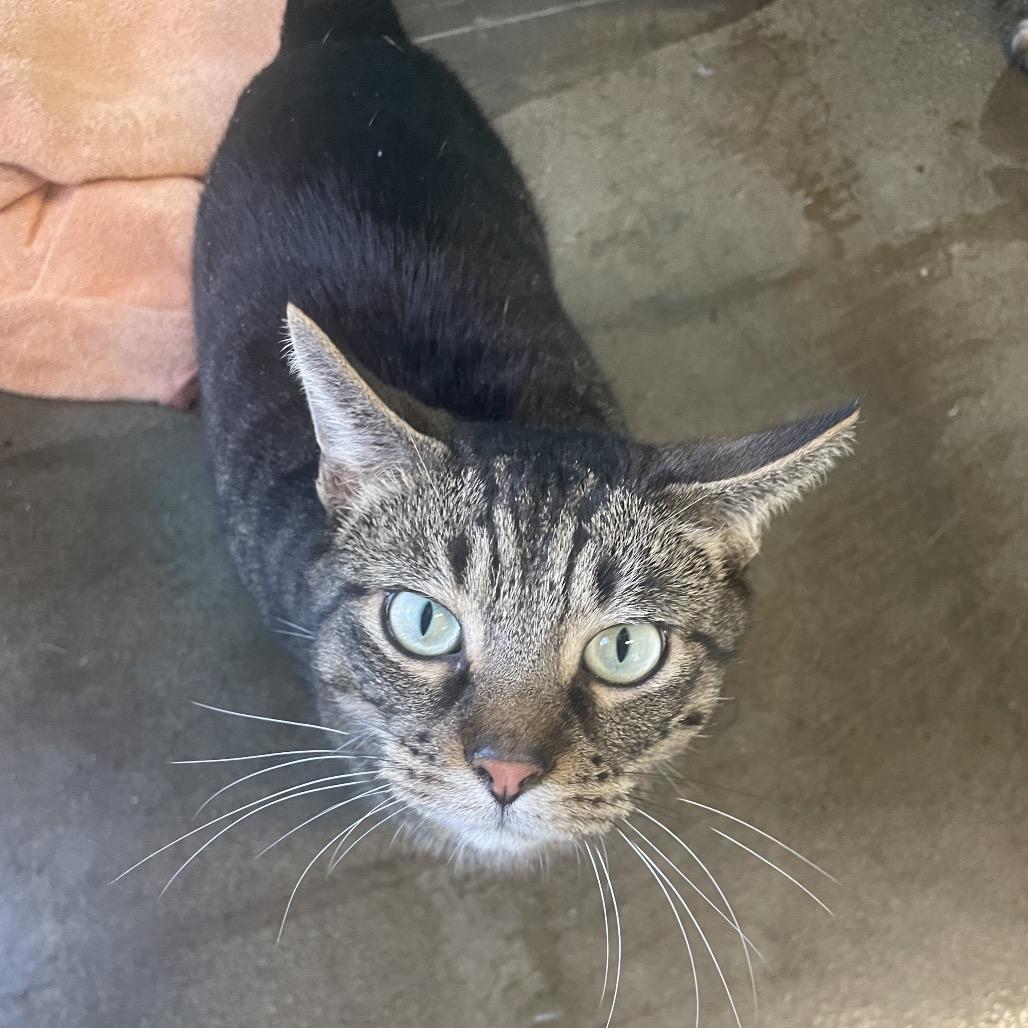 Enlarge Karrot, a Adoptable Domestic Short Hair in Edwardsville, IL image 2/6