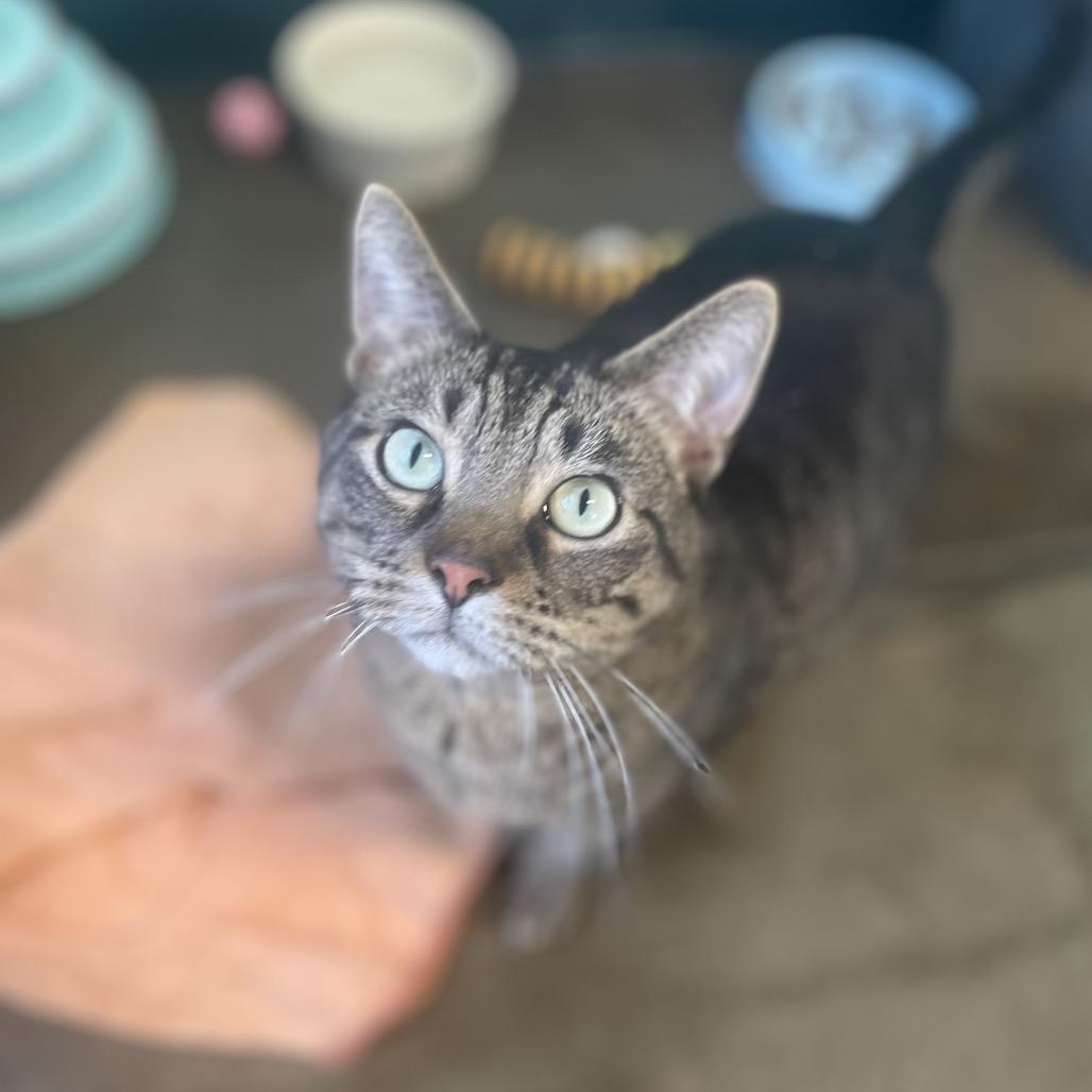 Enlarge Karrot, a Adoptable Domestic Short Hair in Edwardsville, IL image 3/6