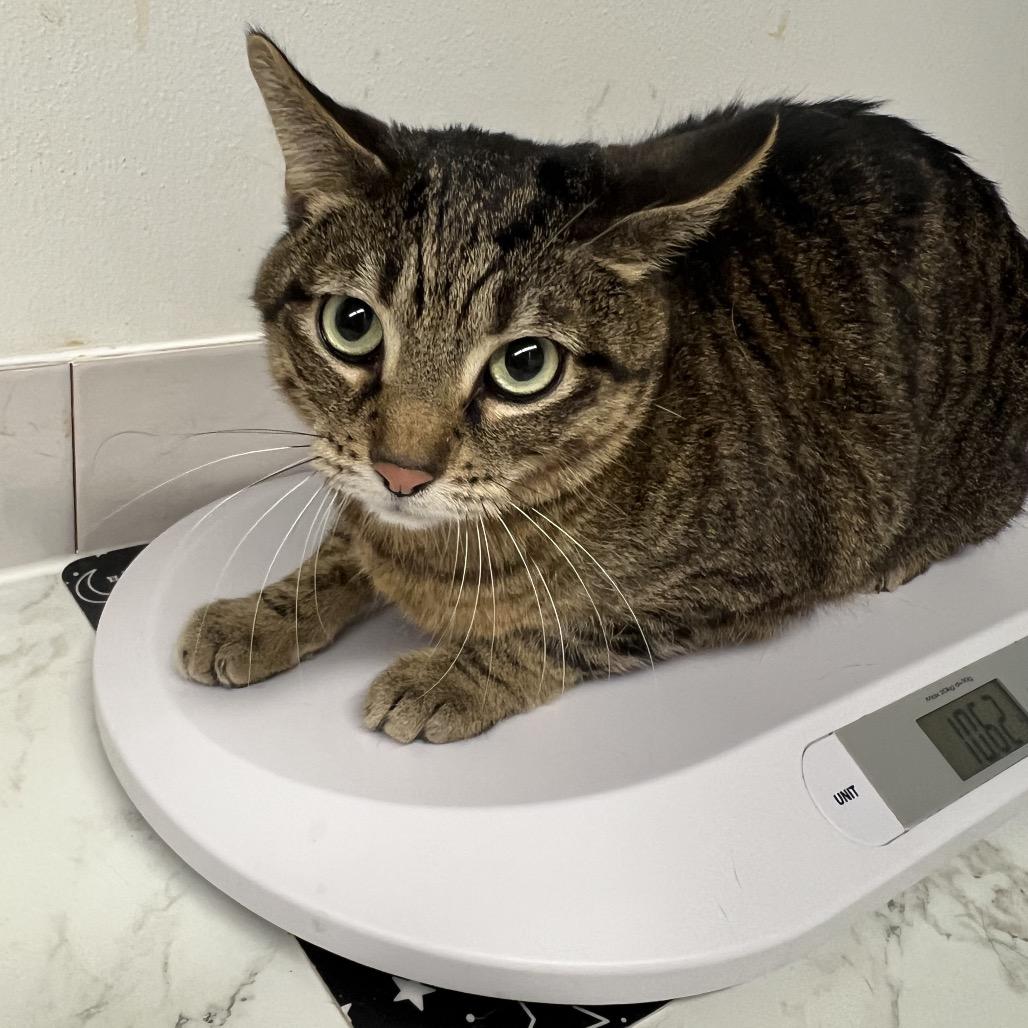 Enlarge Karrot, a Adoptable Domestic Short Hair in Edwardsville, IL image 4/6