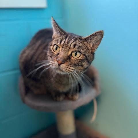 Enlarge Karrot, a Adoptable Domestic Short Hair in Edwardsville, IL image 6/6