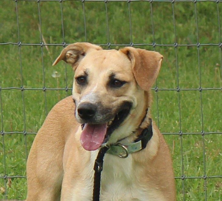 Roxy, Adoptable, Adult Female Black Mouth Cur & Mixed Breed.