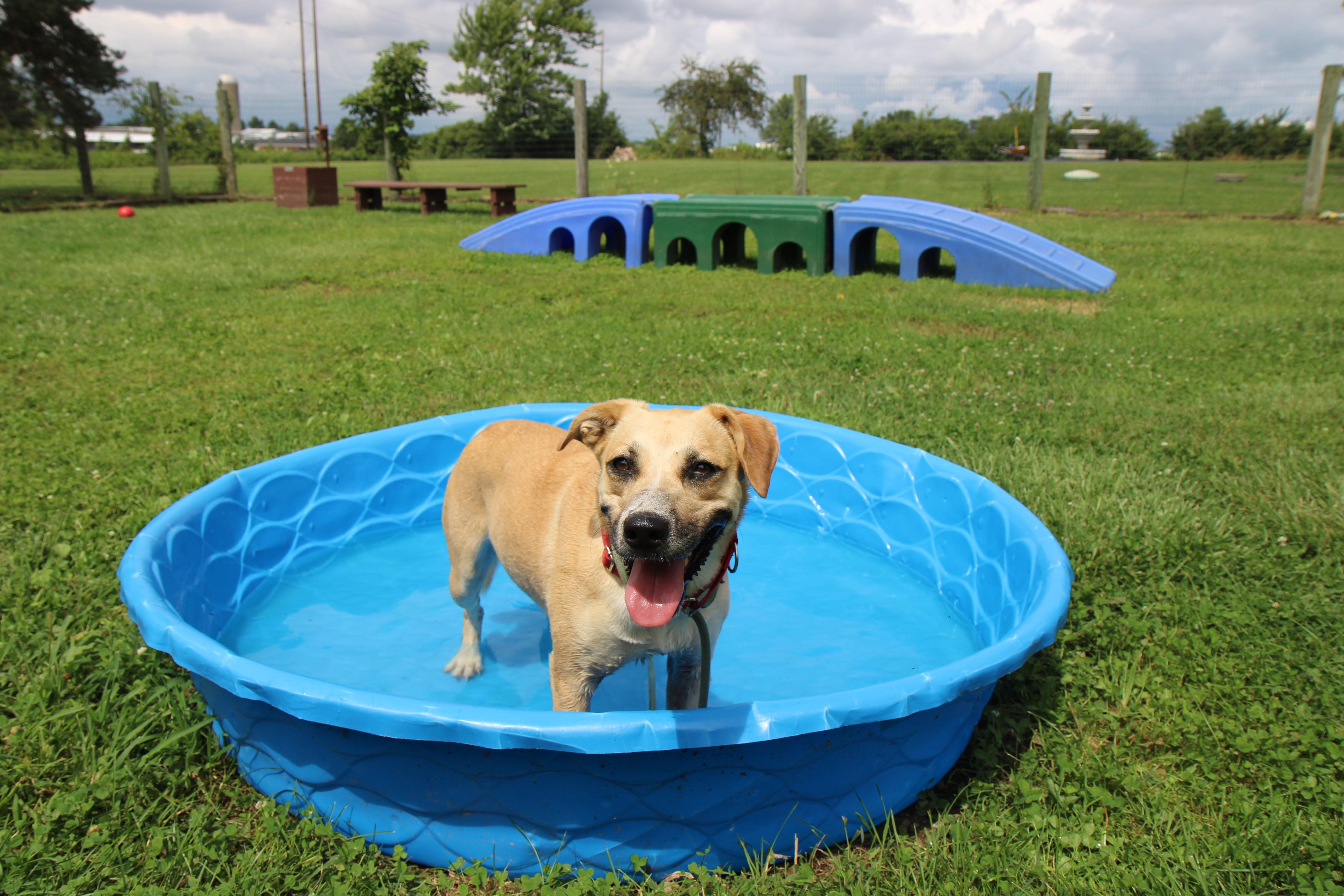 Roxy, a Adoptable mixed breed in Plain City, OH image 2/6