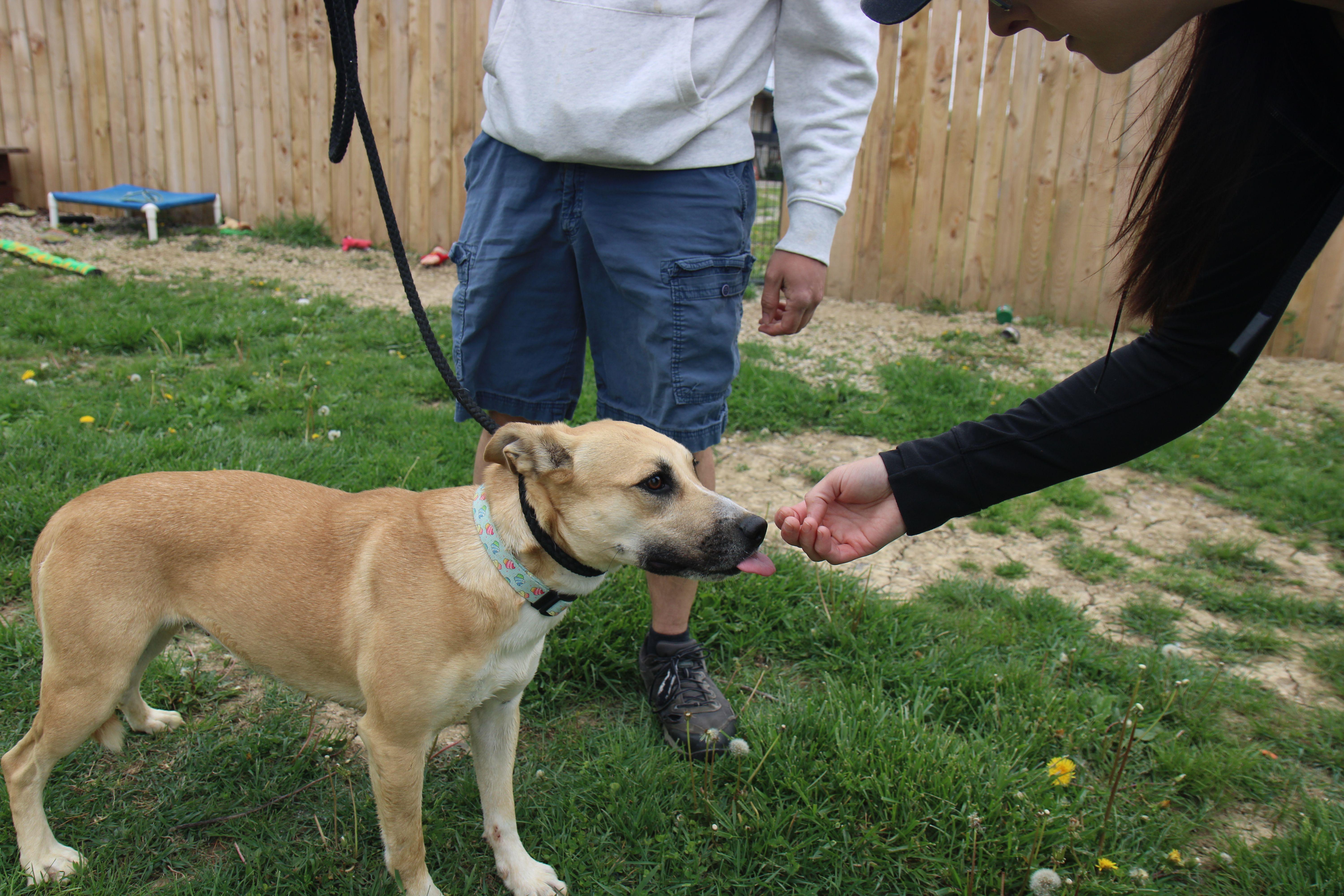 Enlarge Roxy, a Adoptable mixed breed in Plain City, OH image 2/5
