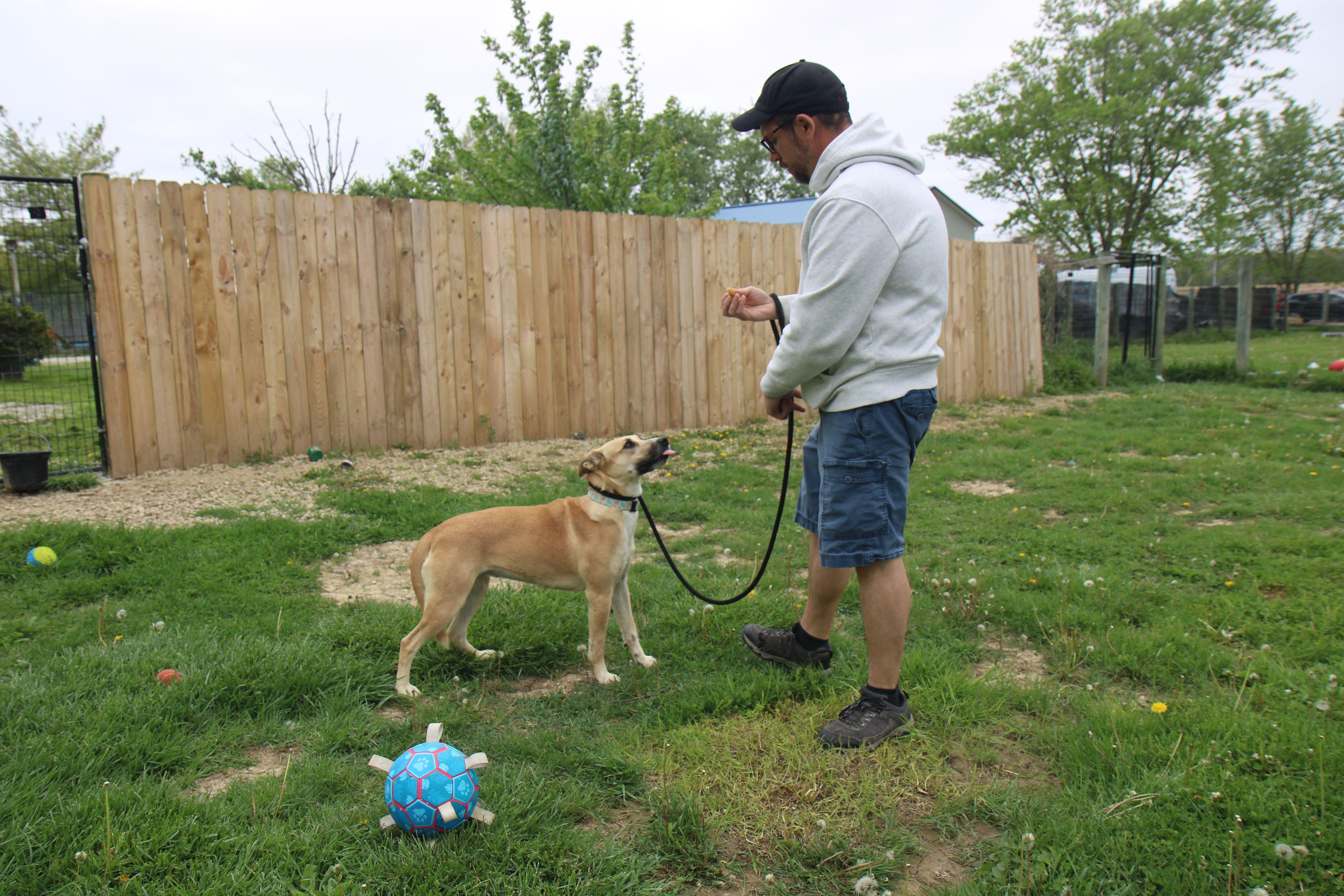 Enlarge Roxy, a Adoptable mixed breed in Plain City, OH image 3/5