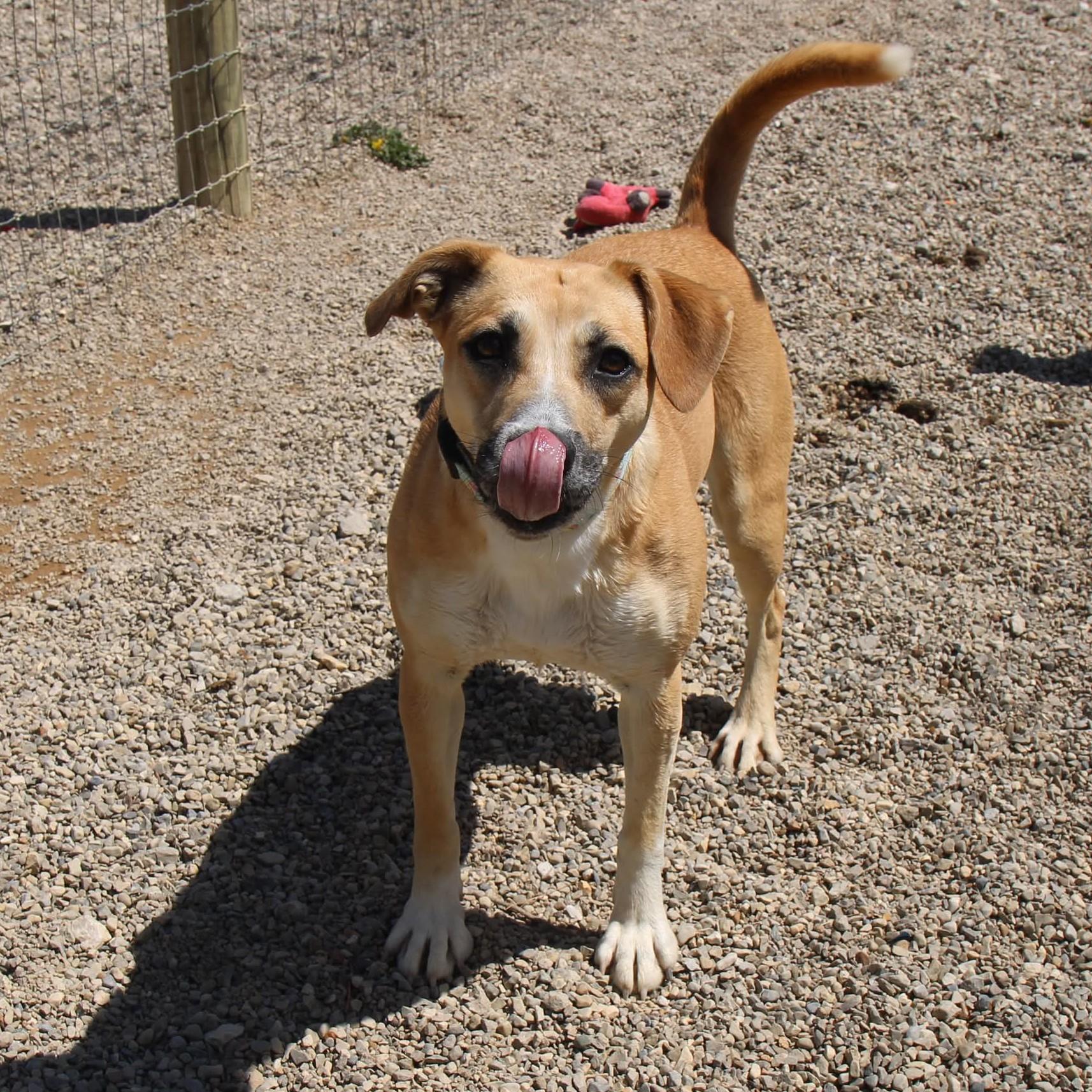 Enlarge Roxy, a Adoptable mixed breed in Plain City, OH image 4/5
