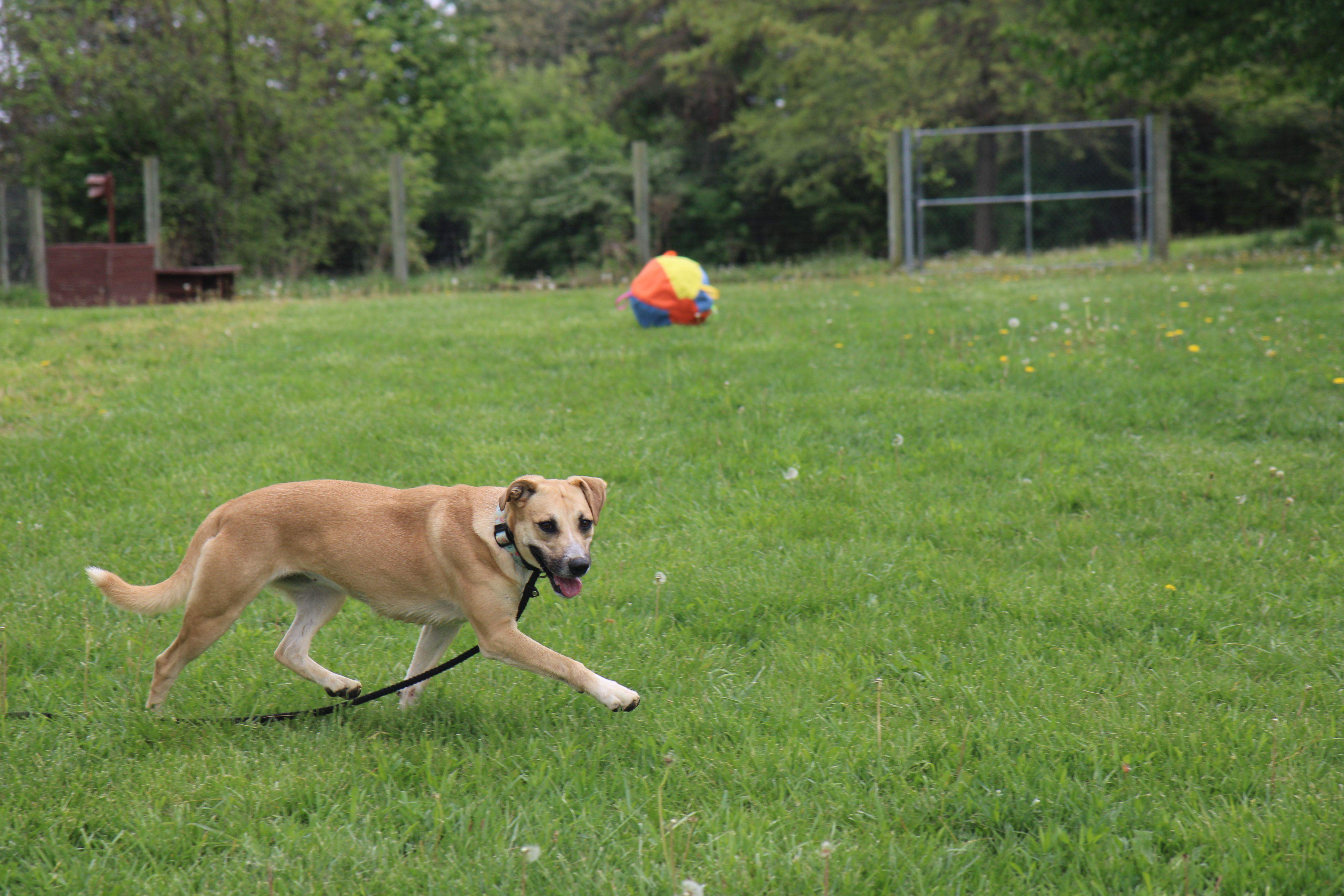 Enlarge Roxy, a Adoptable mixed breed in Plain City, OH image 5/5