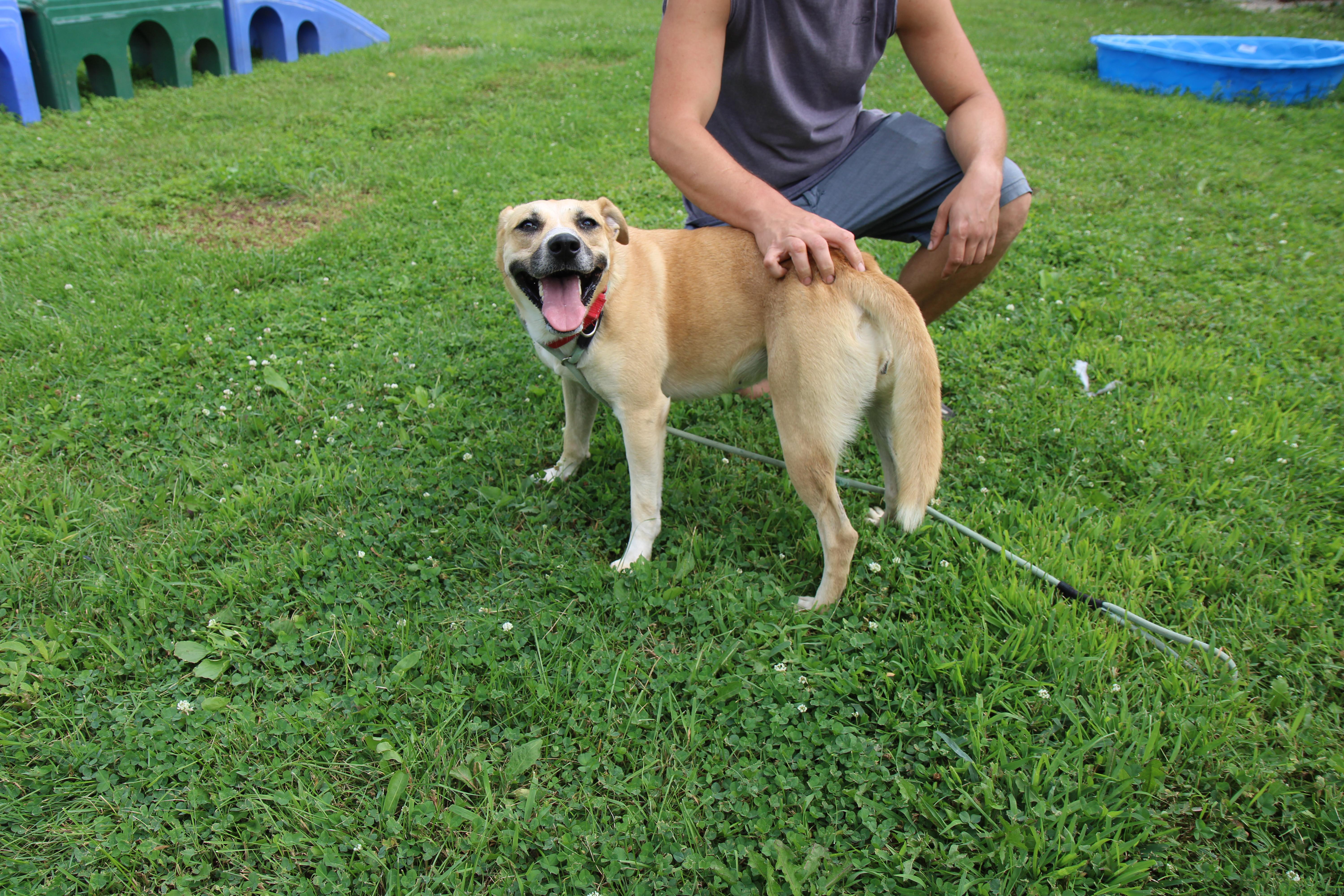 Roxy, a Adoptable mixed breed in Plain City, OH image 6/6