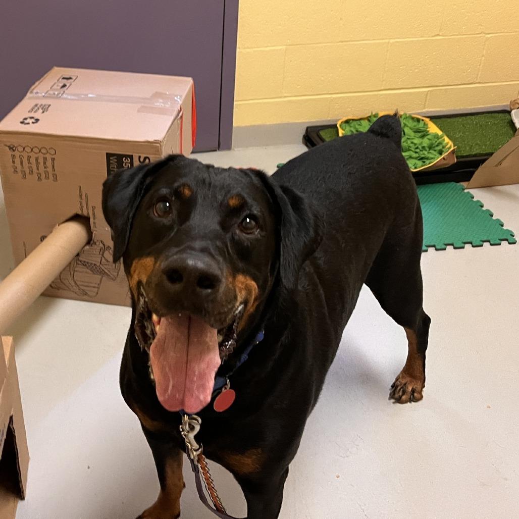 Huey, Adoptable, Adult Male Mixed Breed.