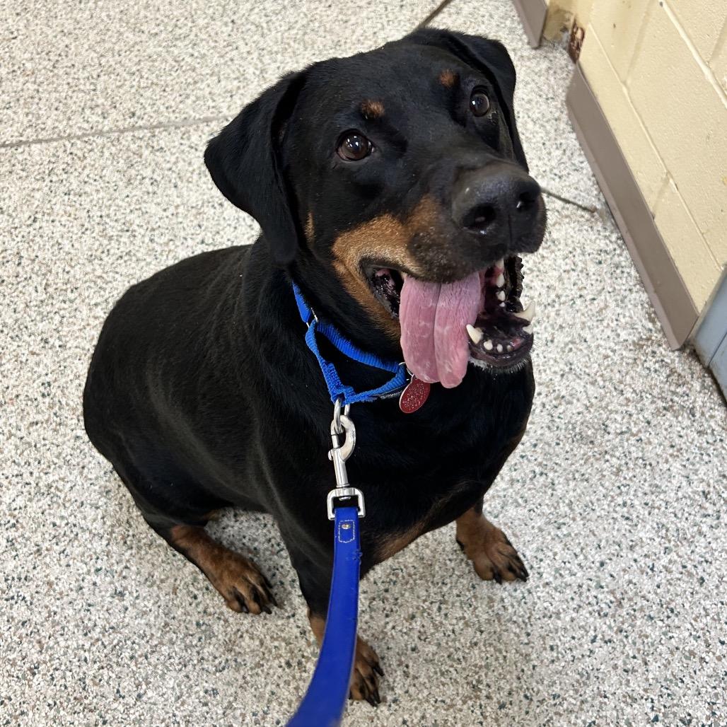 Enlarge Huey, a Adoptable Mixed Breed in Pittsburgh, PA image 2/6