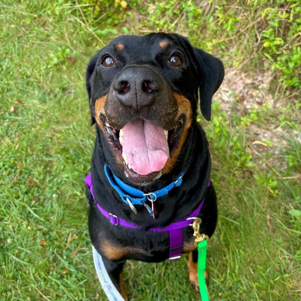 Enlarge Huey, a Adoptable Mixed Breed in Pittsburgh, PA image 3/6