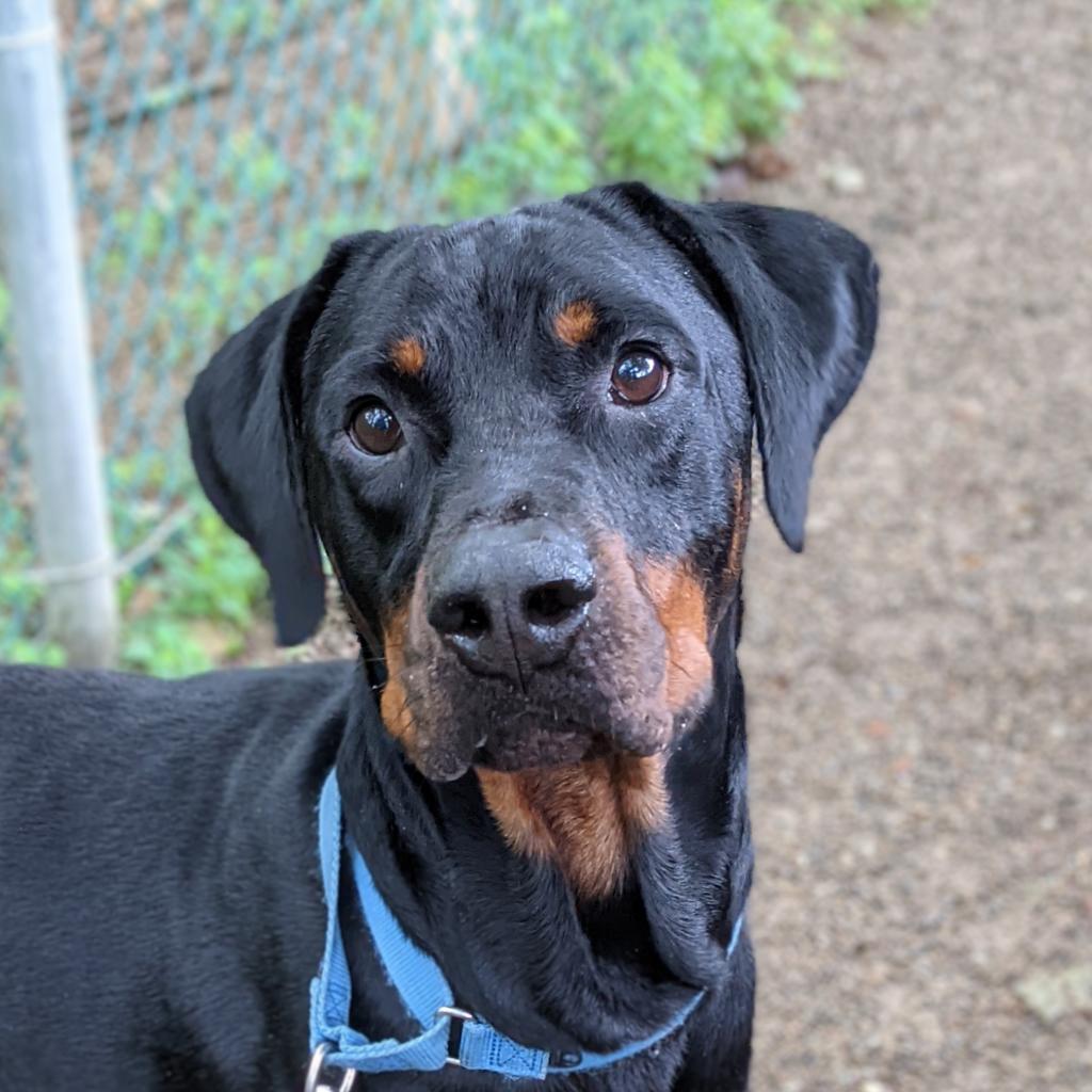 Enlarge Huey, a Adoptable Mixed Breed in Pittsburgh, PA image 4/6